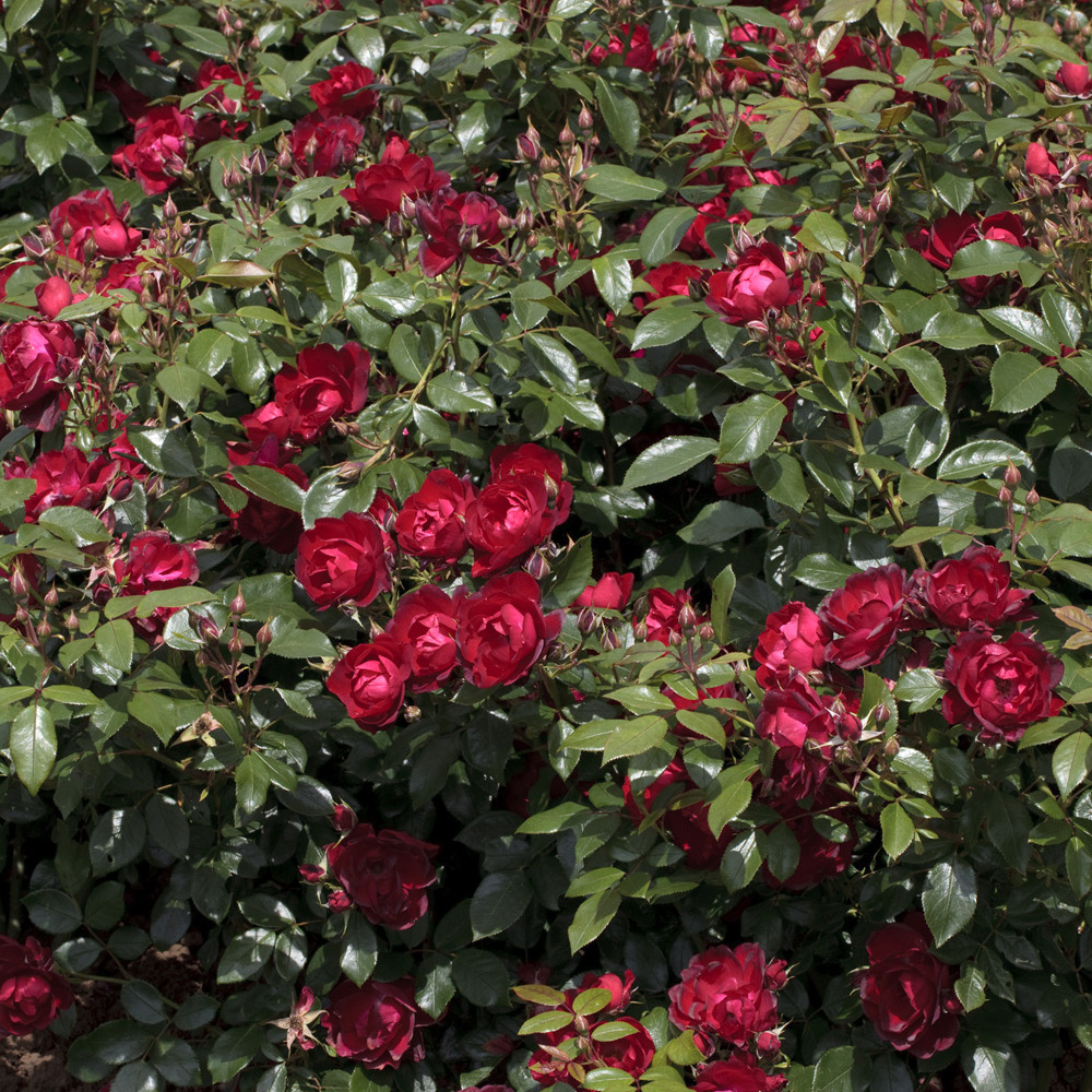 Rosa 'Cherry Bonica'